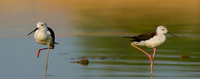 Slider Image 1